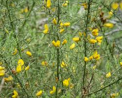 Image result for Ulex