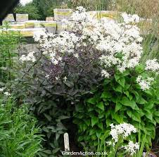 Image result for Clematis recta atropurpurea