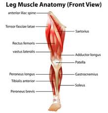 The bones of the spine and the ribs provide further protection. Muscles Front And Back Vector Images Over 360