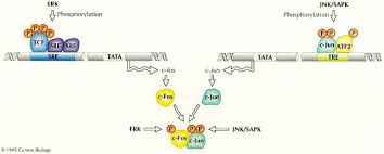 People also use it in traditional medicine to treat glaucoma and other conditions. Transcriptional Control By Protein Phosphorylation Signal Transmission From The Cell Surface To The Nucleus Sciencedirect