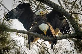 Pygargue A Tete Blanche Bald Eagle Meme Les Plus Grands Flickr