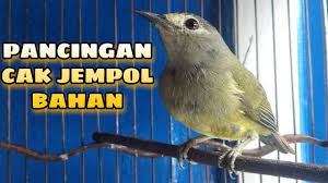 Suara Burung Cak Jempol Untuk Masteran Atau Pancingan Opior Jawa Bakalan Burung Suara Pancing