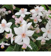 Image result for Deutzia x hybrida ′Mont Rose