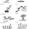 The bonsai wire size should be about 1/3 of the branch or trunk size you. 1