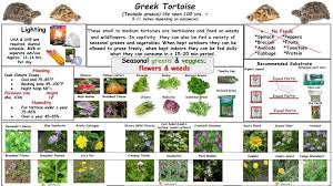 Greek Tortoise Reference Guide Tortoise Care Tortoise