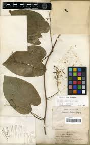 Image result for Elaphoglossum aubertii