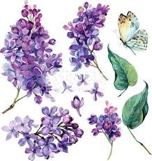 Watercolor Collection Of Purple Lilac Flowers Leaves And Butterfly Lilac Painting Flower Illustration Purple Flower Tattoos