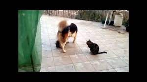 Dog mating with cat