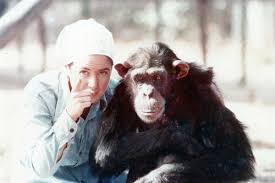Why would a chimpanzee become attracted to its only predator? Lucy The Human Chimp Review The Ape That Was Raised Like A Human New Scientist