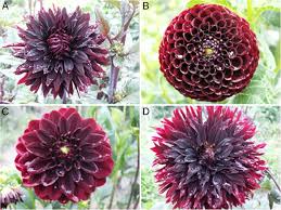 Image result for Dahlia sp. (cultivar)