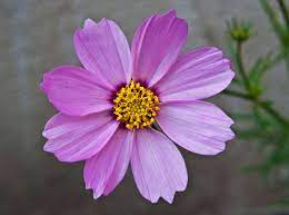 Resultado De Imagem Para Flower Cosmos Flowers Beautiful Flowers Pictures Flower Pictures