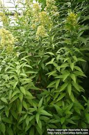 Image result for Cestrum parqui