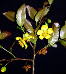 Image result for Ochna richardsiae