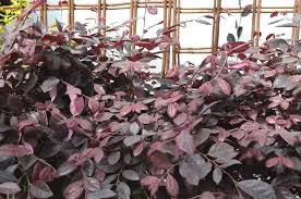 Showy, pink blooms add to the beauty of this outstanding performer. Loropetalum Chinense Purple Diamond Purple Diamond Loropetalum Shades Of Green Inc