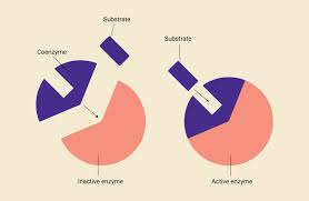 Difference Between Enzyme and Coenzyme, Explained in Detail – Knya