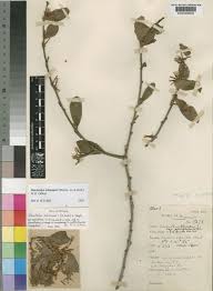 Image result for Oncocalyx bolusii