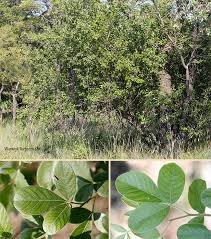 Image result for Searsia pyroides