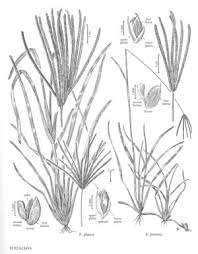 Image result for Eustachys