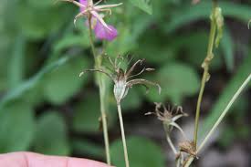 Image result for Dicliptera minor