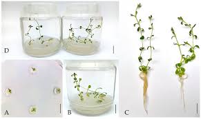 Image result for Cerastium indicum