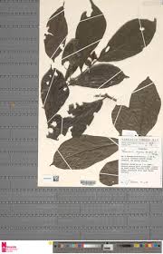 Image result for Thomandersiaceae