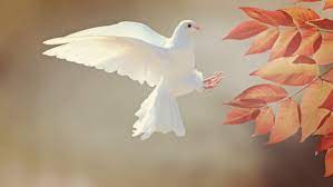 Search free dove wallpapers on zedge and personalize your phone to suit you. White Dove Hd Wallpaper 4k Uhd Desktop Background Picture Image Flying Bird Leaves Pigeon