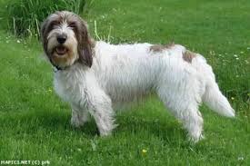 Image result for malý vendéeský hrubosrstý honič