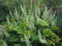 Image result for Heuchera cylindrica Greenfinch