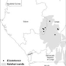 Image result for Eriosema verdickii