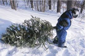 You're allowed to cut down a free tree (for the purpose of christmas festivities, mind you) from crown lands, but … you need a permit. Forest Service To Sell Christmas Tree Permits Starting Next Week