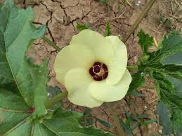 Image result for Abelmoschus esculentus