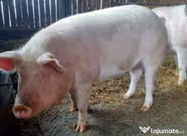 Alege și cumpără terenul dorit, în funcție suprafață, poziționare și preț. Vand Porci Marele Alb Adroa Zoo