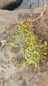 Image result for Polycarpaea prostratum