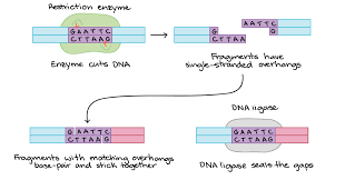 The challenge now and into the foreseeable future will be to create transgenic animals with. Overview Dna Cloning Article Khan Academy