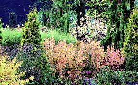 Maybe you would like to learn more about one of these? Gardening With Conifers Bloom Adrian Bloom Adrian Bloom Richard Dirr Michael 9781770859081 Amazon Com Books