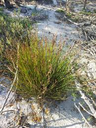 Image result for Rhynchosia galpinii