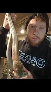 Love my King Vasilías!, King Cobra (Ophiophagus bungarus x salvatana),  #snake #animalsofinstagram #exotic #reptile #exoticanimals #venomous  #snakesofinstagram #kingcobra