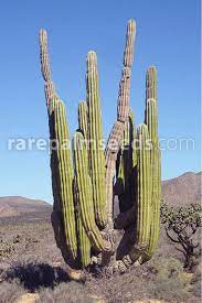 Cacti are collectible and are ideal other cacti, though, come from as far north as canada, and many are even native to the succulent plants have leaves or stems that are filled with juices, the stored water and nutrients that. Pachycereus Pringlei Elephant Cactus Mexican Giant Cactus Buy Seeds At Rarepalmseeds Com