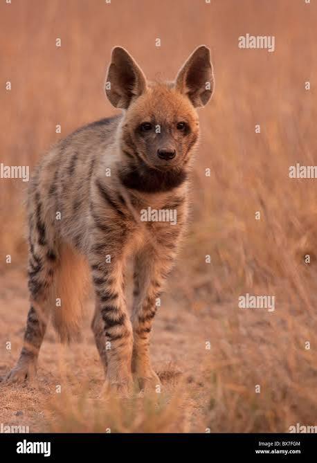 Striped hyena india hi-res stock photography and images - Alamy