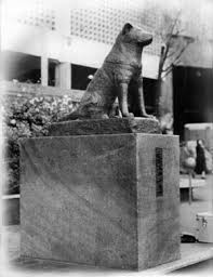 The Story Of Hachi Ko Hachiko Truely The Story Of A Most Loyal Akita Dog Beloved By All Who Hear His Story Hach Akita Dog Japanese Akita Dog Lovers