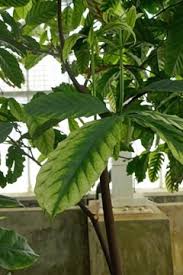 Image result for Funtumia africana