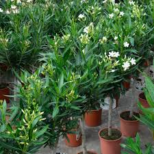 Image result for Nerium