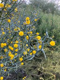 Image result for Acacia