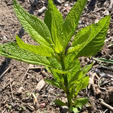 Image result for Vernonia zanzibarensis