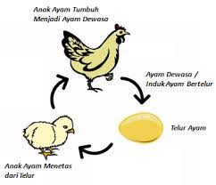 Website ini berisi banyak gambar mengenai mewarnai gambar anak ayam menetas.jangan lupa bookmark dan share di facebook atau twitter anda jika anda menyukainya. 80 Koleksi Gambar Daur Hidup Hewan Tanpa Metamorfosis Terbaik Gambar Hewan