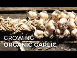 Maybe you would like to learn more about one of these? How To Grow Organic Garlic Planting Growing Harvesting Lovely Greens