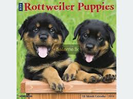 During this key period, the puppy's immune system develops gradually. Pets Rottweiler Puppies In Nittambuwa Saleme Lk