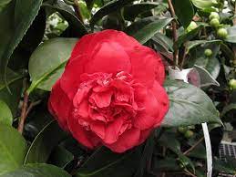 Pin On Camellia