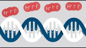 The institute of navigation 8551 rixlew lane, suite 360 manassas, va 20109 phone: Ion Torrent Next Generation Sequencing Youtube