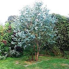 It lends an extremely fine and delicate texture to the landscape composition which can make it a great accent feature on this basis alone.this tree will require occasional maintenance and upkeep, and can be. 300 Seeds Eucalyptus Gunnii Cider Gum Silver Dollar Eucalyptus Amazon De Garden